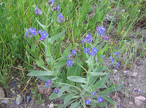 Italian bugloss: Fotos realizadas en un ejemplar de 45 cm de altura, a principios del mes de marzo, en la zona centro de España, Getafe (Madrid). Alberto Salguero Quiles