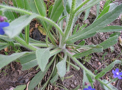 Italian bugloss: Fotos realizadas en un ejemplar de 45 cm de altura, a principios del mes de marzo, en la zona centro de España, Getafe (Madrid). Alberto Salguero Quiles