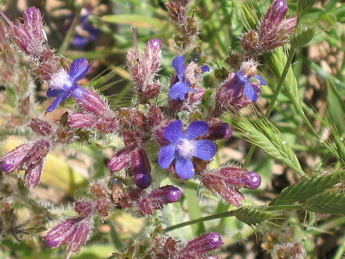 Italian bugloss (Anchusa azurea)