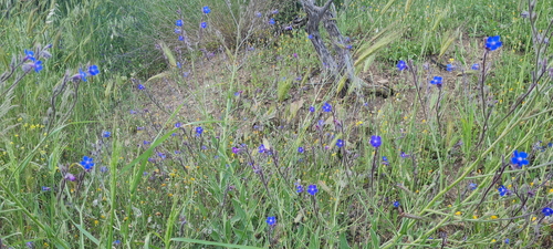 Italian bugloss (Anchusa azurea)
