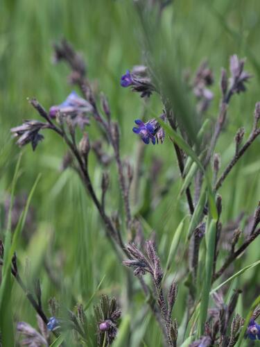 Italian bugloss (Anchusa azurea)