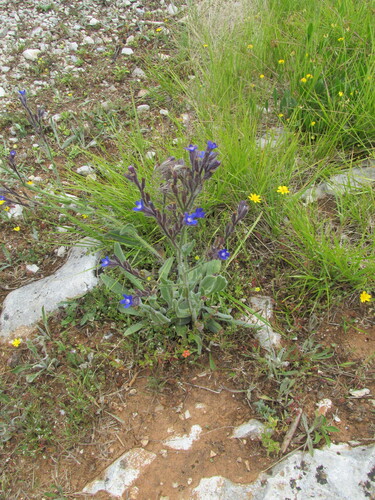 Italian bugloss (Anchusa azurea)