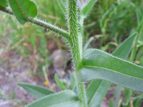 Italian bugloss: Fotos realizadas en un ejemplar de 45 cm de altura, a principios del mes de marzo, en la zona centro de España, Getafe (Madrid). Alberto Salguero Quiles