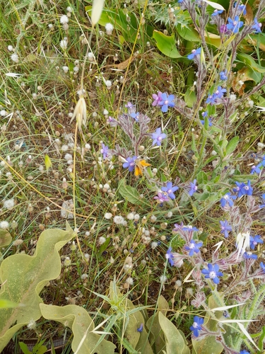 Italian bugloss (Anchusa azurea)