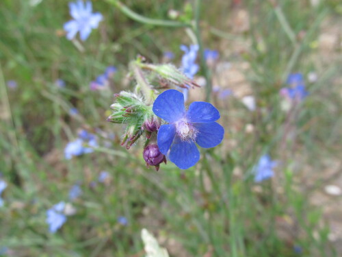 Italian bugloss (Anchusa azurea)
