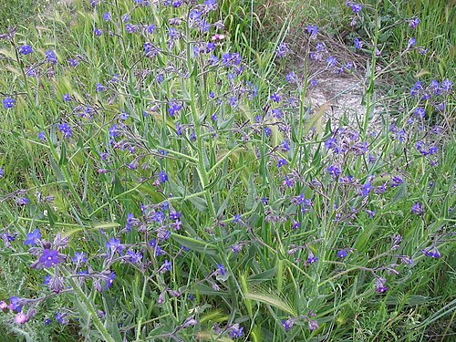 Italian bugloss: Fotos realizadas en un ejemplar de 45 cm de altura, a principios del mes de marzo, en la zona centro de España, Getafe (Madrid). Alberto Salguero Quiles