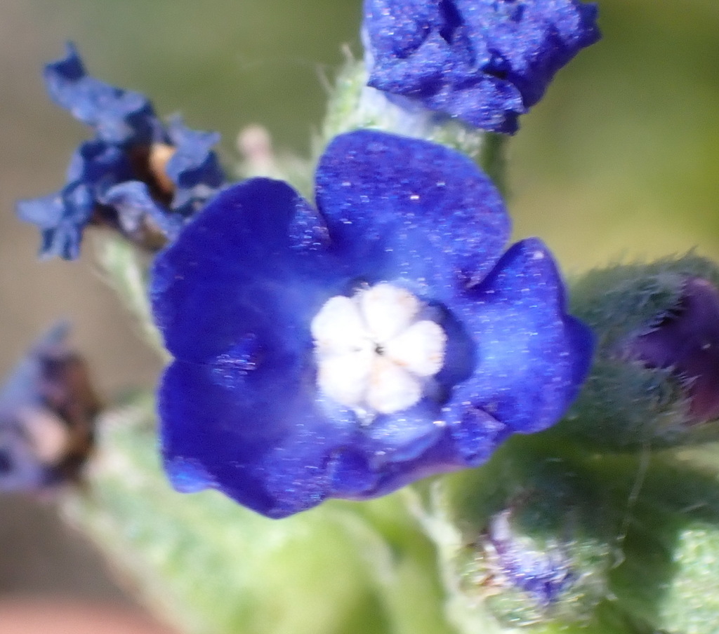 Cape bugloss (Anchusa capensis)