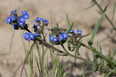 Cape bugloss (Anchusa capensis)