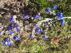 Cape bugloss (Anchusa capensis)