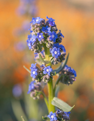 Cape bugloss (Anchusa capensis)