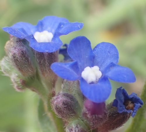 Cape bugloss (Anchusa capensis)