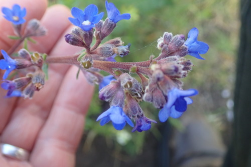 Cape bugloss (Anchusa capensis)