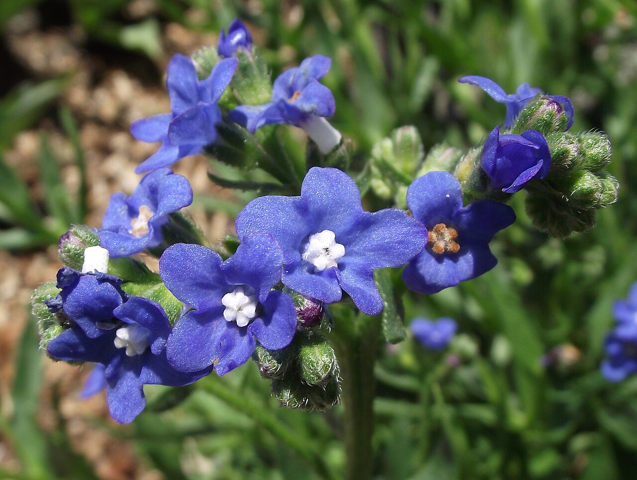 Cape bugloss: Anchusa capensis at the UC Botanical Gardens, Berkeley, California, USA. Identified by sign.