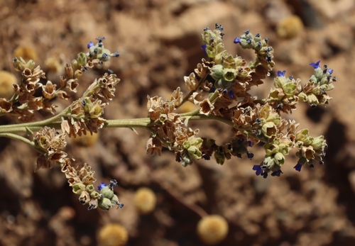 Cape bugloss (Anchusa capensis)