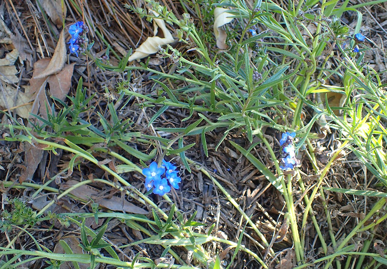 Cape bugloss: Anchusa capensis in the San Francisco Botanical Garden