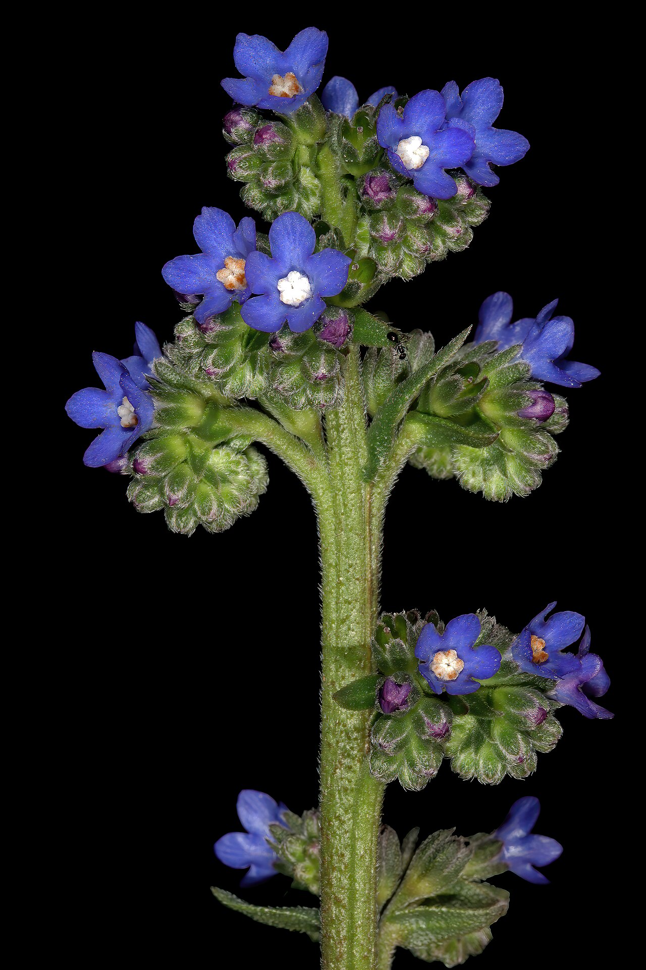 Cape bugloss: Anchusa capensis , inflorescence: Kirstenbosch National Botanical Garden, Cape Town, Western Cape, South Africa