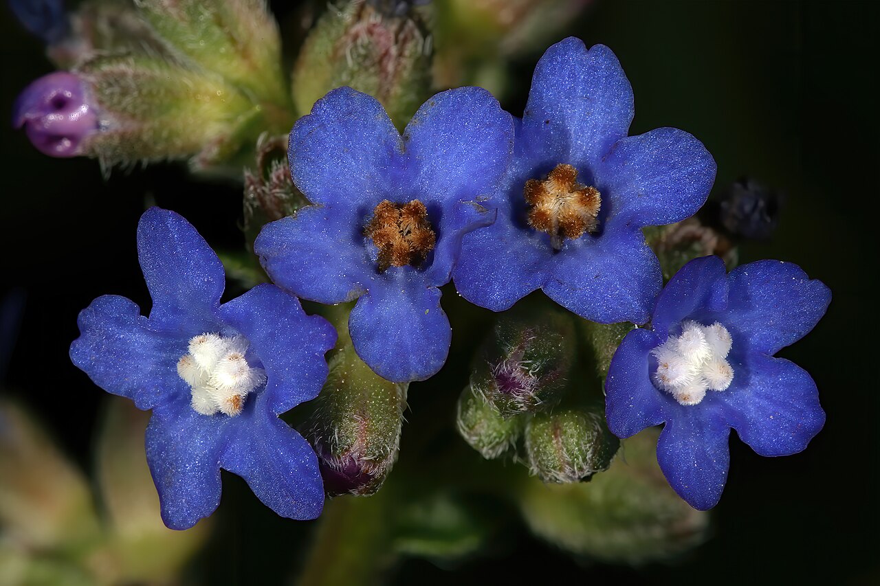 Cape bugloss: Anchusa capensis , flowers. The flowers display pollination signaling; in viable flowers the five hairy scales in the centre are white, whereas in those beyond
