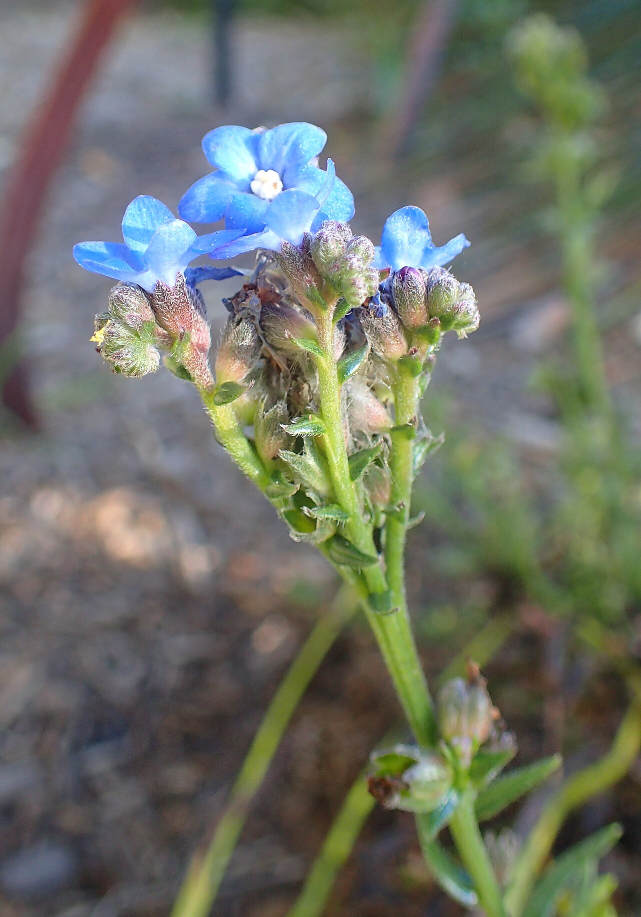 Cape bugloss: Anchusa capensis in the San Francisco Botanical Garden