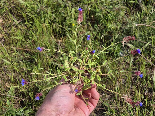 Anchusa cretica: Habitus Taxonym: Anchusella cretica ss Rottensteiner: Exkursionsflora für Istrien ISBN 978-3-85328-067-6 Location: Osor, Island of Cres, County Primorje-Gorski 