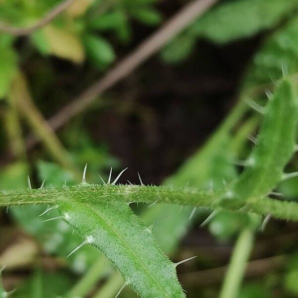 Anchusa cretica (Anchusa cretica)