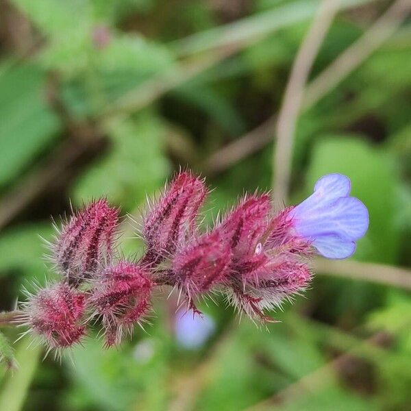 Anchusa cretica (Anchusa cretica)