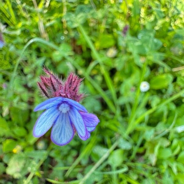 Anchusa cretica (Anchusa cretica)