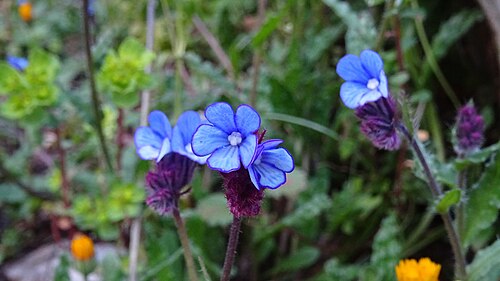 Anchusa cretica: Cretan Alkanet