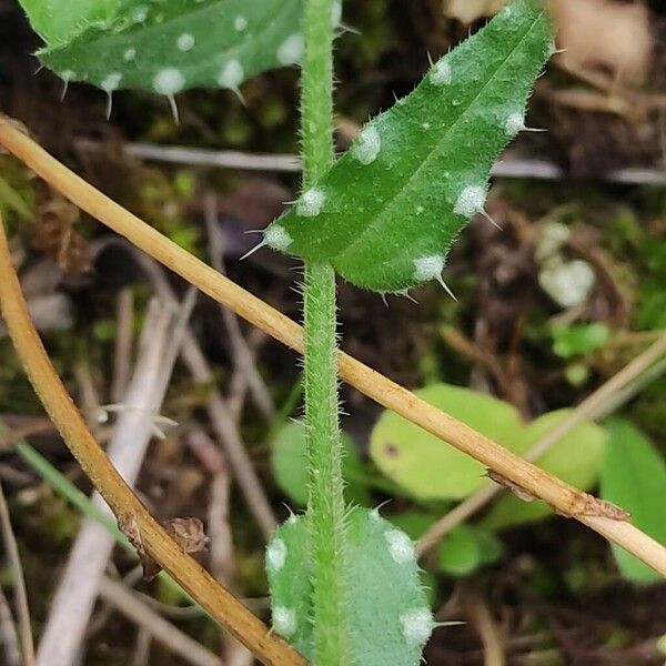 Anchusa cretica (Anchusa cretica)