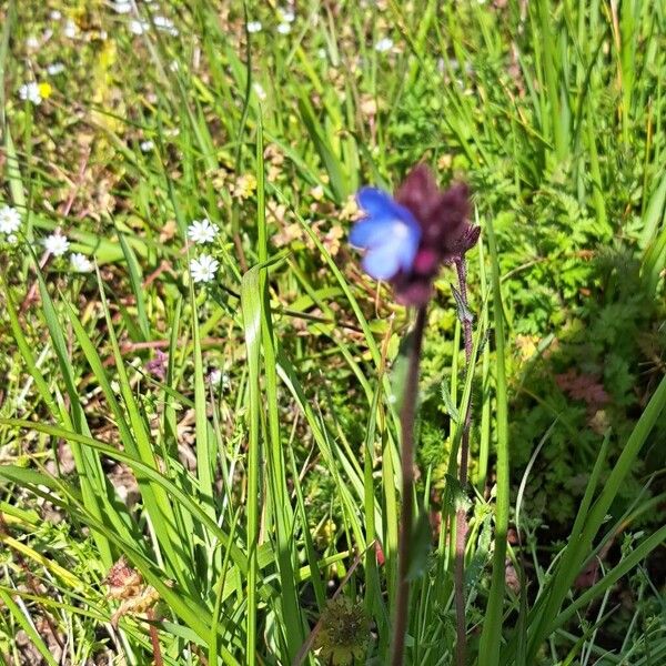 Anchusa cretica (Anchusa cretica)
