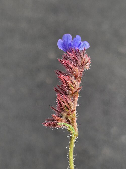 Anchusa cretica: Inflorescence Taxonym: Anchusella cretica ss Rottensteiner: Exkursionsflora für Istrien ISBN 978-3-85328-067-6 Location: Osor, Island of Cres, County Primorje-G