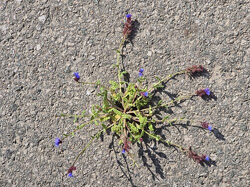 Anchusa cretica: Habitus Taxonym: Anchusella cretica ss Rottensteiner: Exkursionsflora für Istrien ISBN 978-3-85328-067-6 Location: Osor, Island of Cres, County Primorje-Gorski 