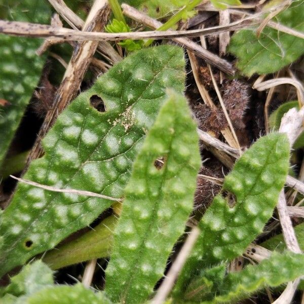 Anchusa cretica (Anchusa cretica)