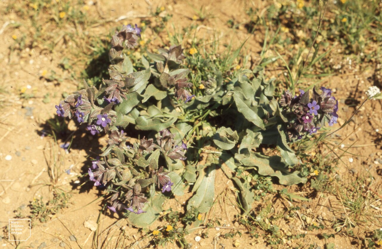 Anchusa hybrida: Rabat, Capital of Morocco