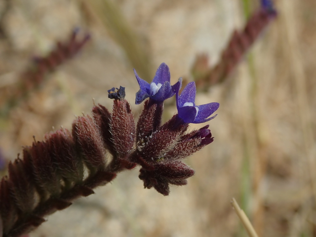 Anchusa hybrida (Anchusa hybrida)