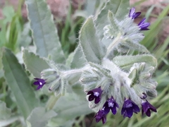 Anchusa hybrida (Anchusa hybrida)