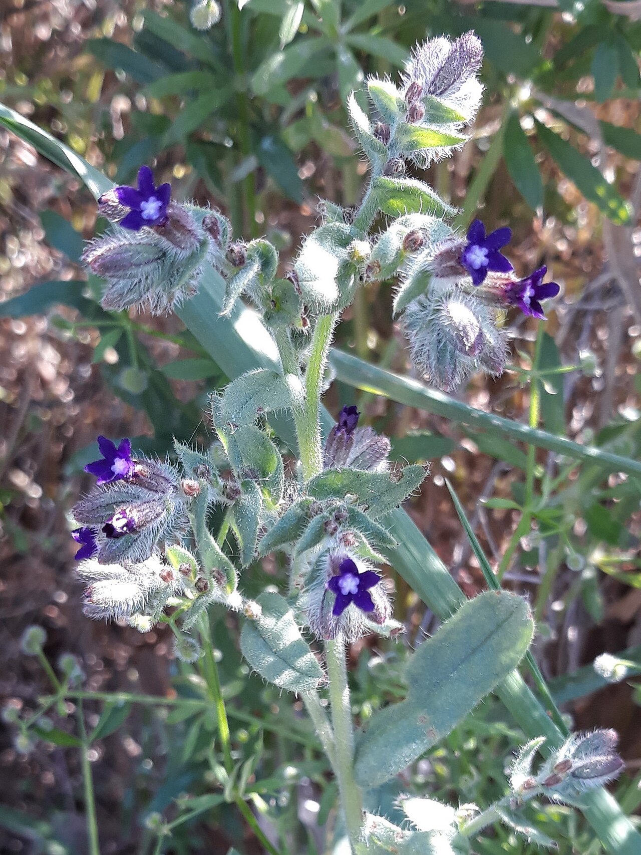 Anchusa hybrida: Undulated Bugloss