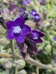 Anchusa hybrida (Anchusa hybrida)