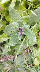 Anchusa hybrida (Anchusa hybrida)