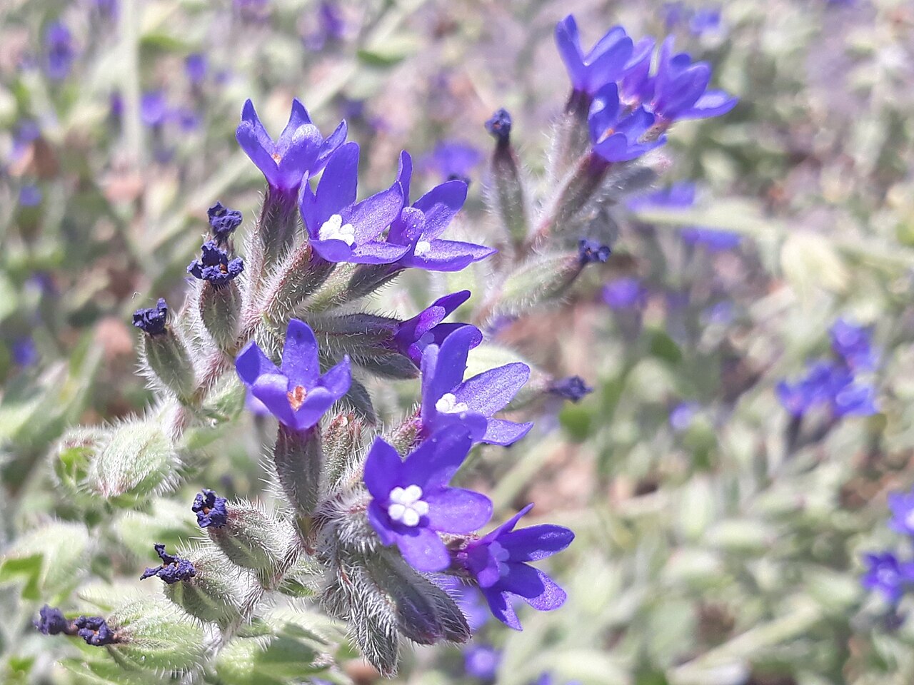 Anchusa hybrida: Undulated Bugloss