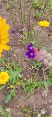 Anchusa hybrida (Anchusa hybrida)