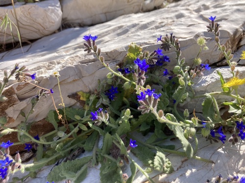 Anchusa hybrida (Anchusa hybrida)