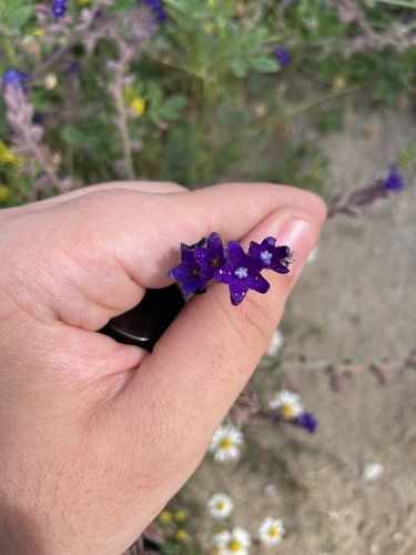 Anchusa hybrida (Anchusa hybrida)