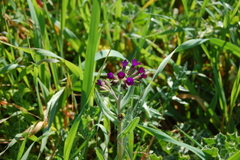 Anchusa hybrida (Anchusa hybrida)