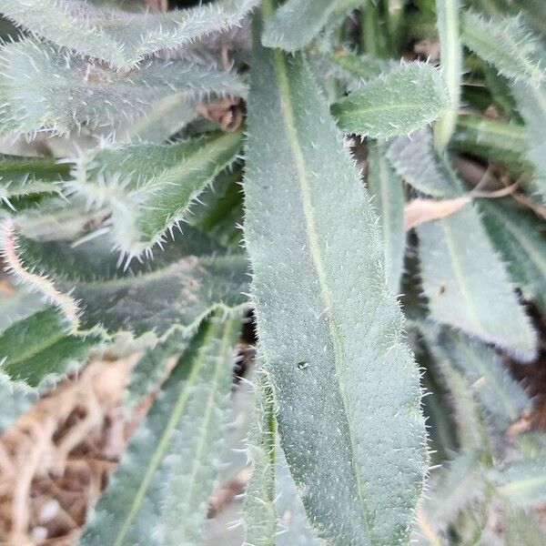 Anchusa iranica (Anchusa iranica)