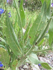 Anchusa iranica (Anchusa iranica)