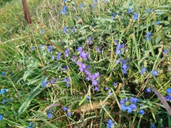 Anchusa leptophylla (Anchusa leptophylla)