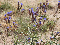 Anchusa leptophylla (Anchusa leptophylla)