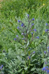 Anchusa leptophylla (Anchusa leptophylla)