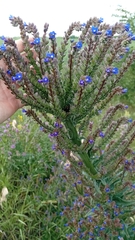 Anchusa procera (Anchusa procera)