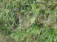 Anchusa procera (Anchusa procera)